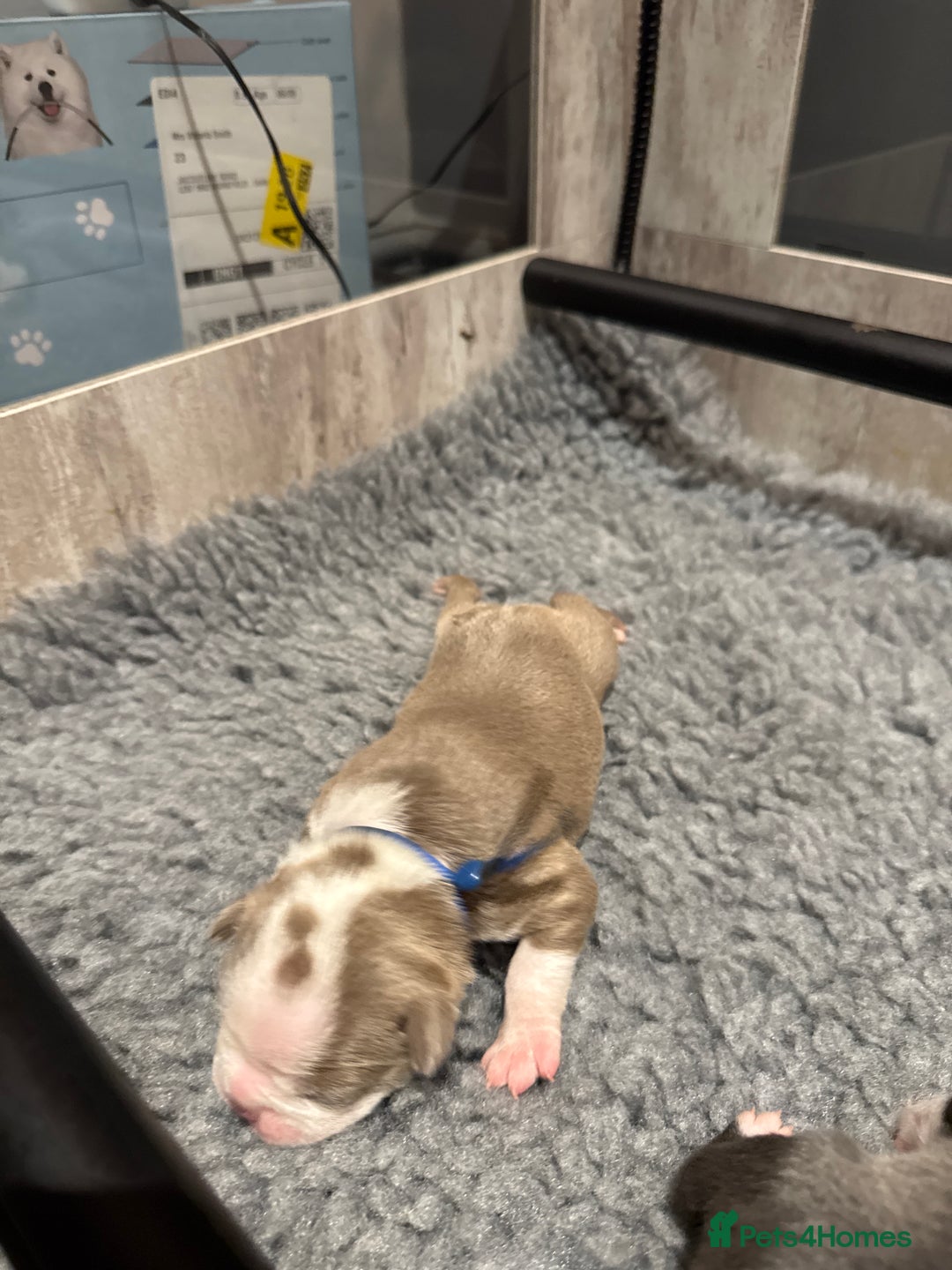 Boston Terrier dogs for sale: Stunning rainbow litter born 5/8/35 - Image 14