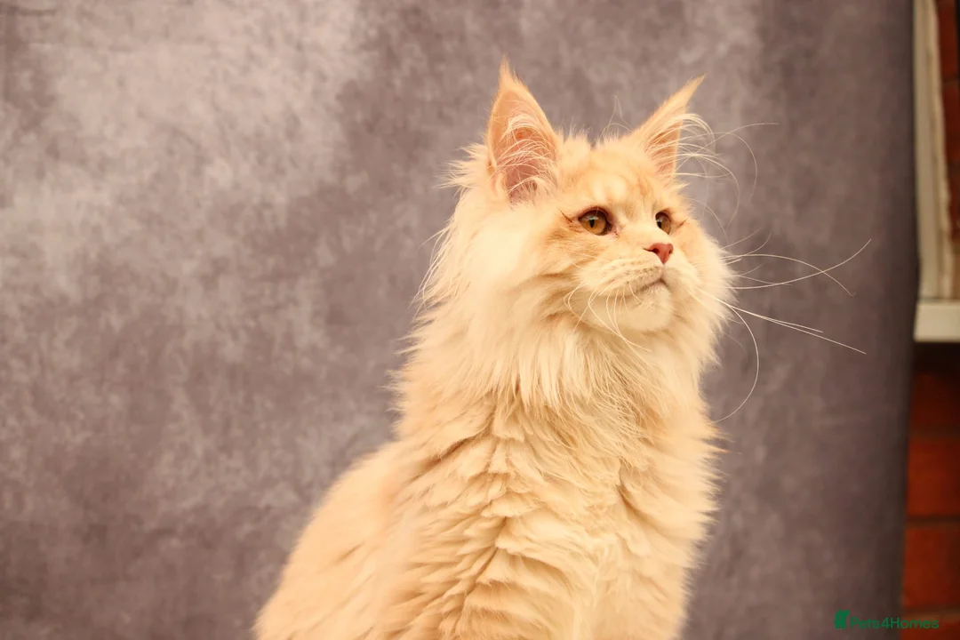Maine Coon cats for sale: 🔥Maine Coon Boy (Klaus)🔥 - Advert 2