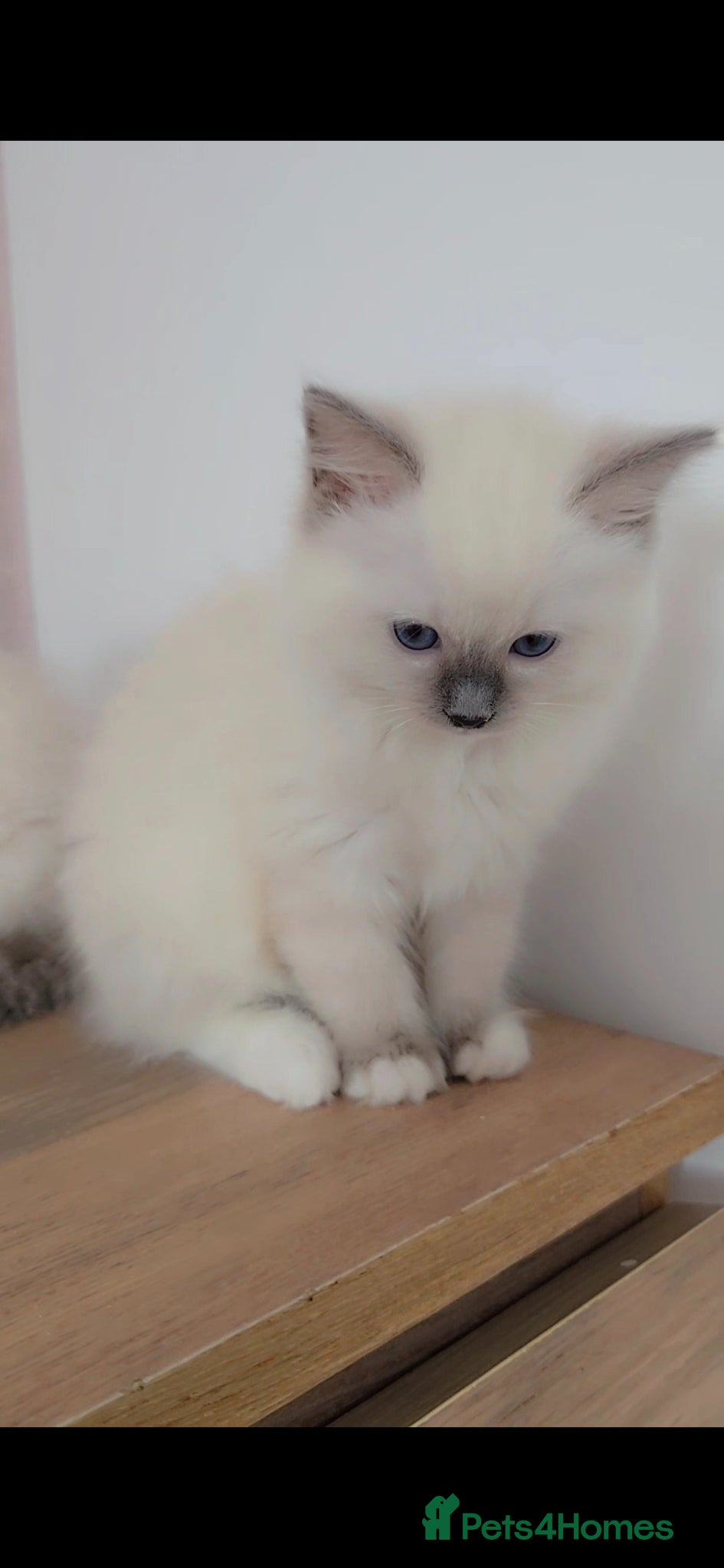 Ragdoll cats Active Tica registered Ragdoll - Advert 1