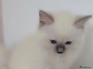 Ragdoll cats Active Tica registered Ragdoll - Advert 7