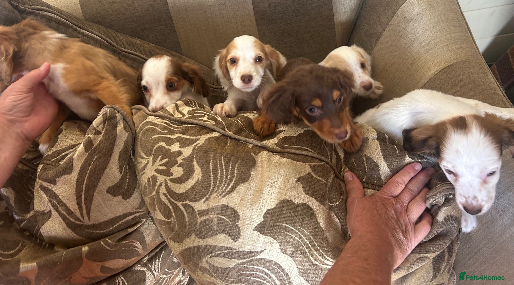 Cocker Spaniel dogs Cocker spaniel puppies  - Advert 1