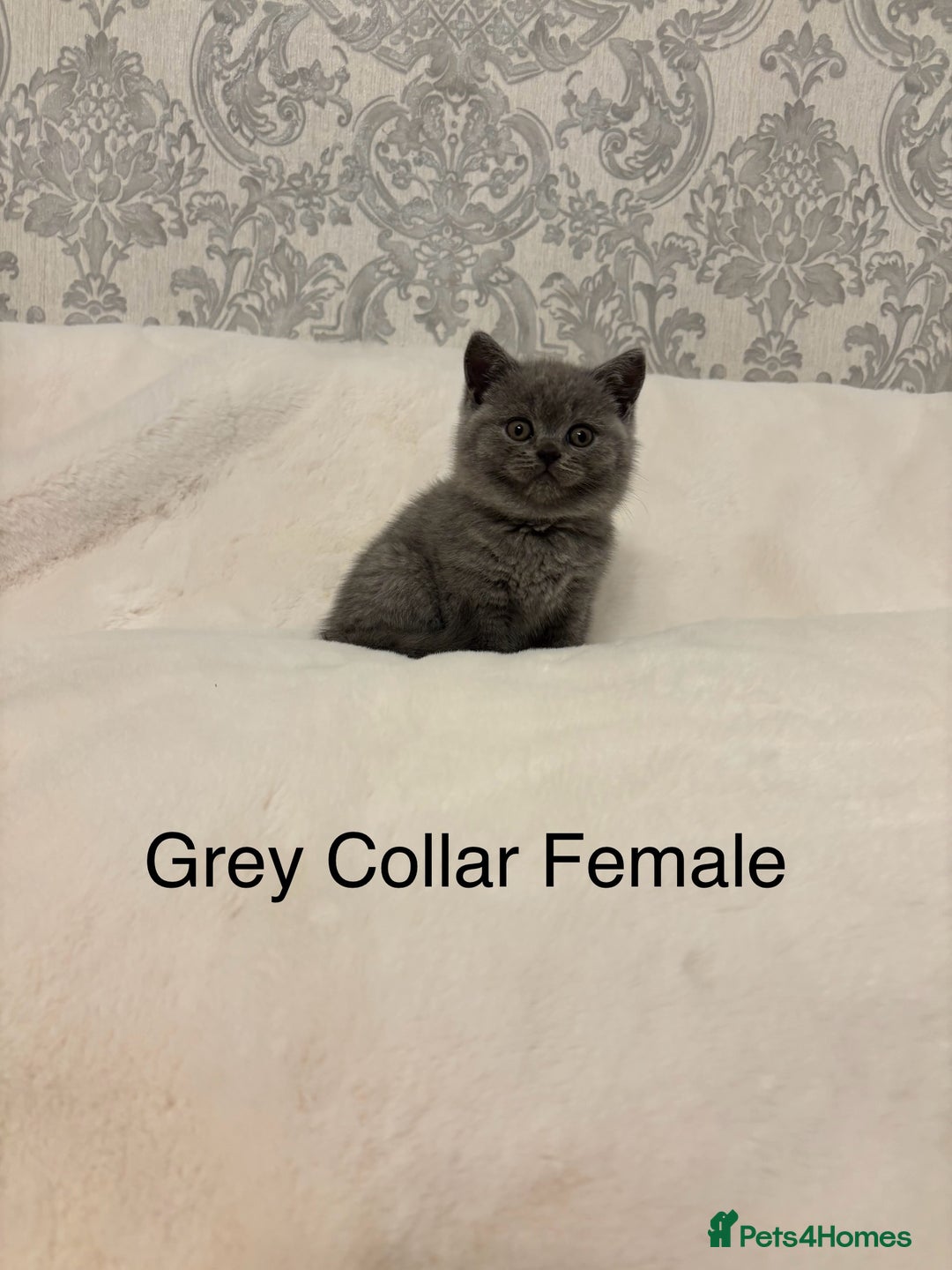 Brazilian Shorthair cats for sale: Chunky British Shorthair kittens  - Advert 6