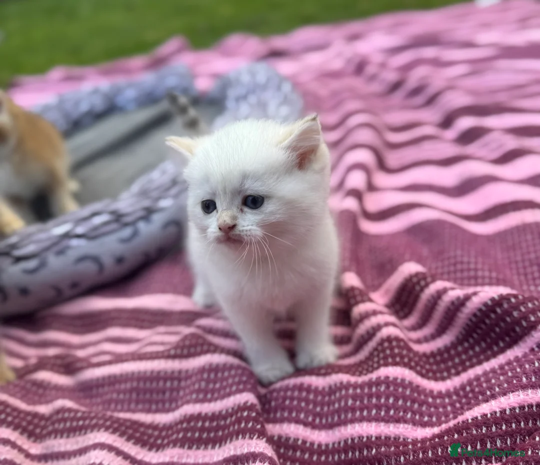 British Shorthair cats for sale: ✨🐾 Golden White BSH 🐾✨ - Advert 9