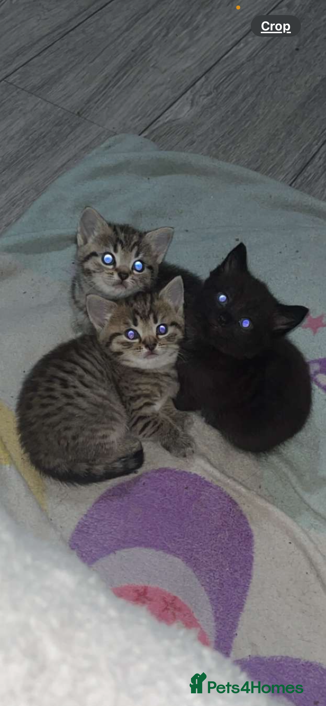 Mixed Breed cats for sale: Lovely kittens  - Advert 1