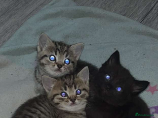 Mixed Breed cats Lovely kittens - Advert 1