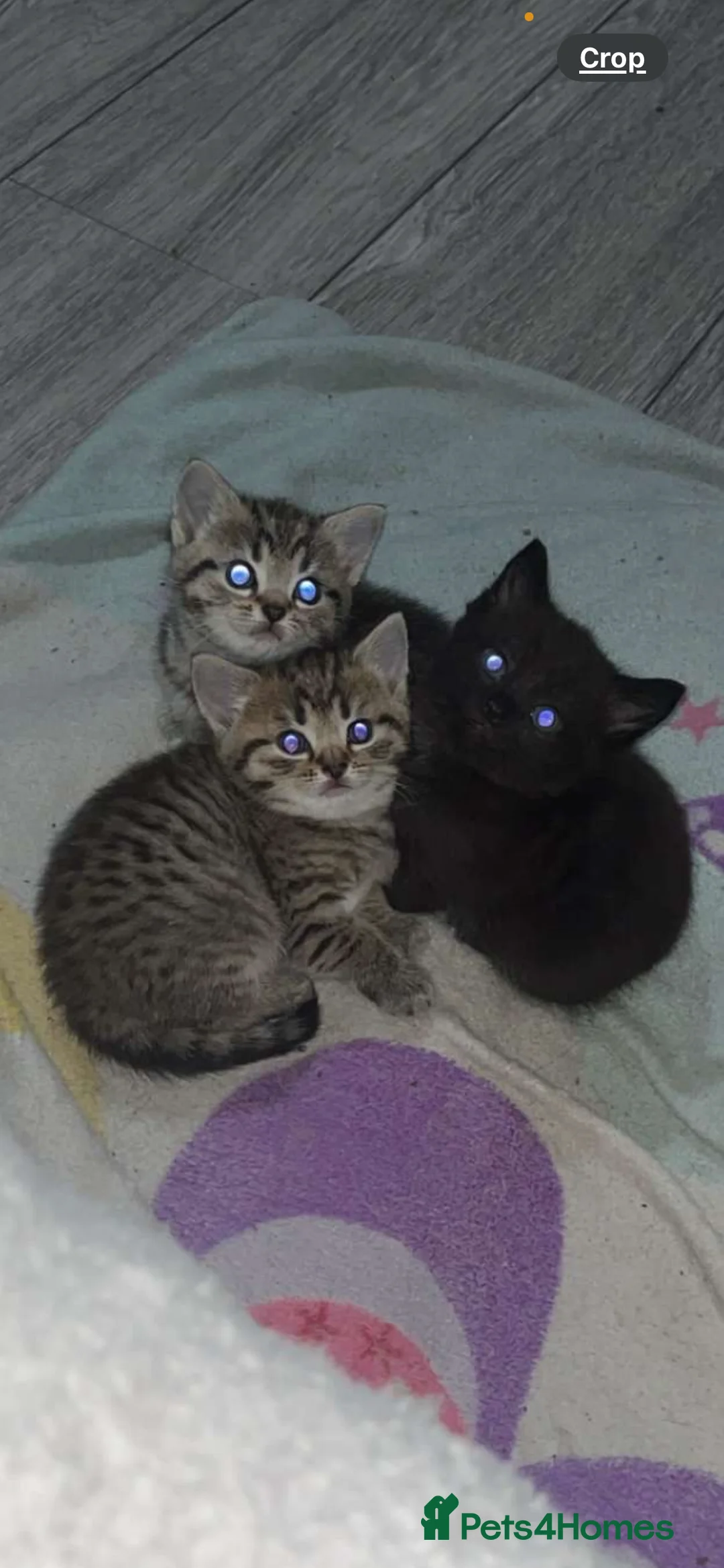 Mixed Breed cats for sale: Lovely kittens  - Advert 1