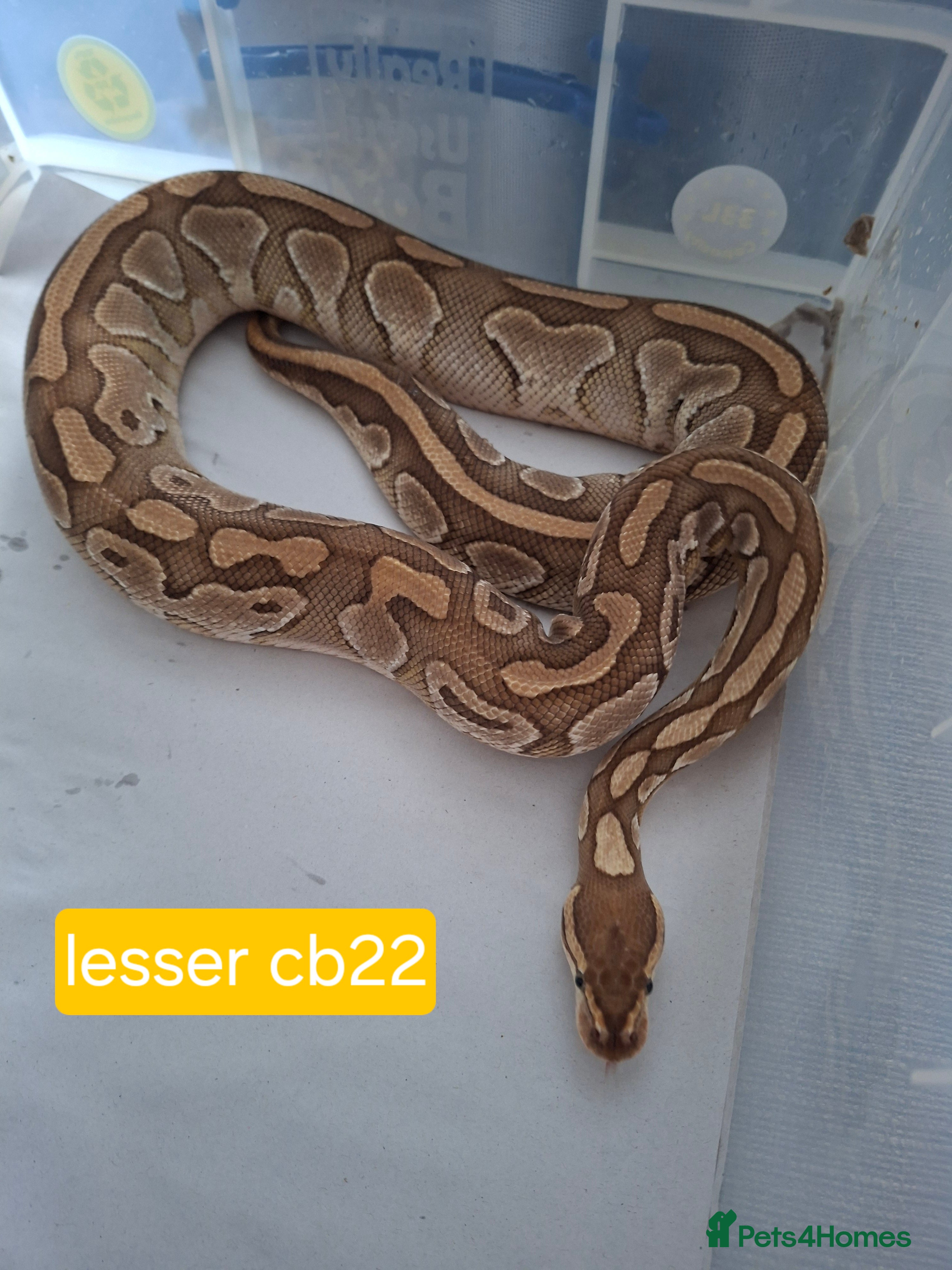 Python Snake reptiles Adult Female Ball Pythons - Advert 1