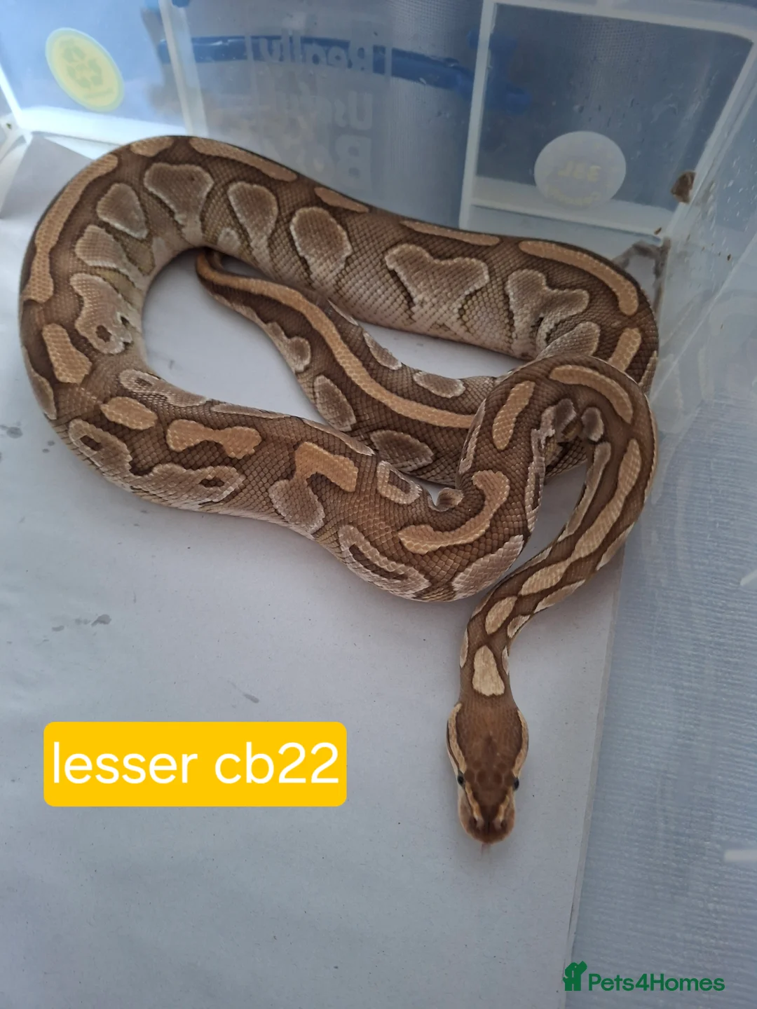 Python Snake reptiles for sale: Adult Female Ball Pythons - Advert 1