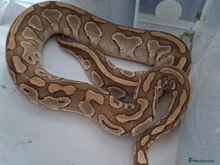 Python Snake reptiles Adult Female Ball Pythons - Advert 1