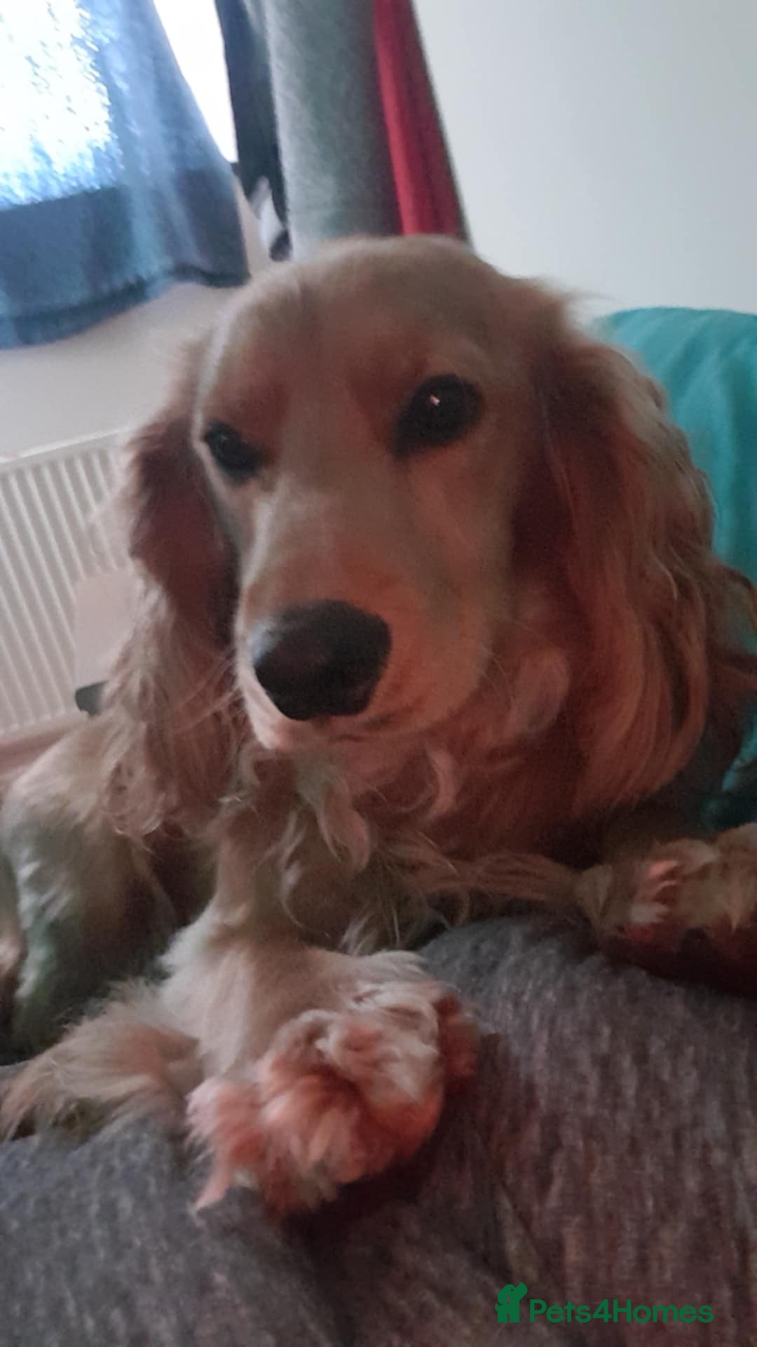 Cocker Spaniel dogs for sale: Wiski - Image 2