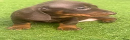 Dachshund dogs for sale: Beautiful, loving, Daschound babies - Advert 10