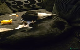 Mixed Breed dogs for sale: Border collie cocker spaniel for adoption  - Image 5