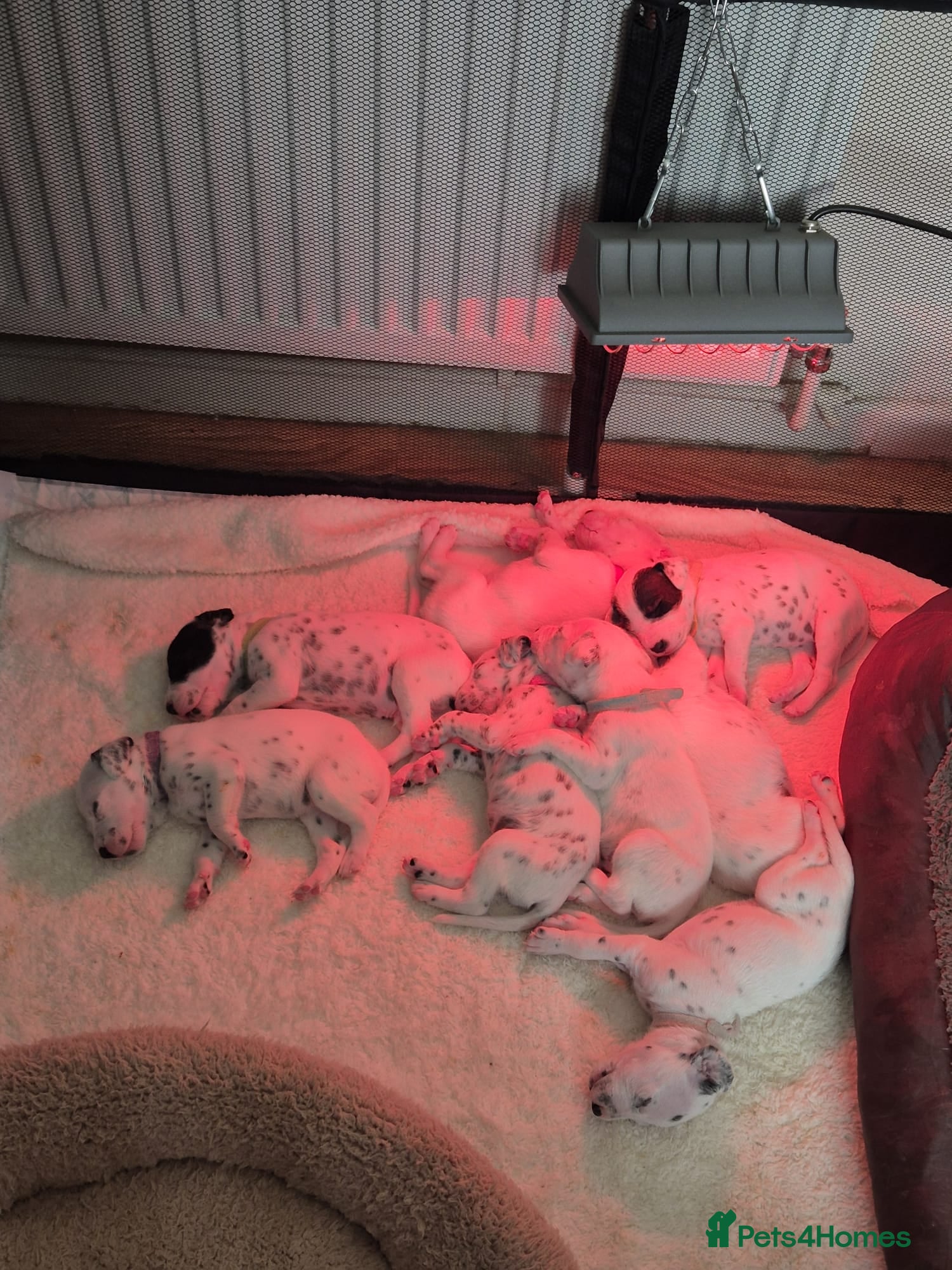 Dalmatian dogs 7 stunning Dalmatian pups - Advert 9