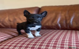 Mixed Breed dogs for sale: Beautiful litter of Australian Kelpies x Collie  - Image 2