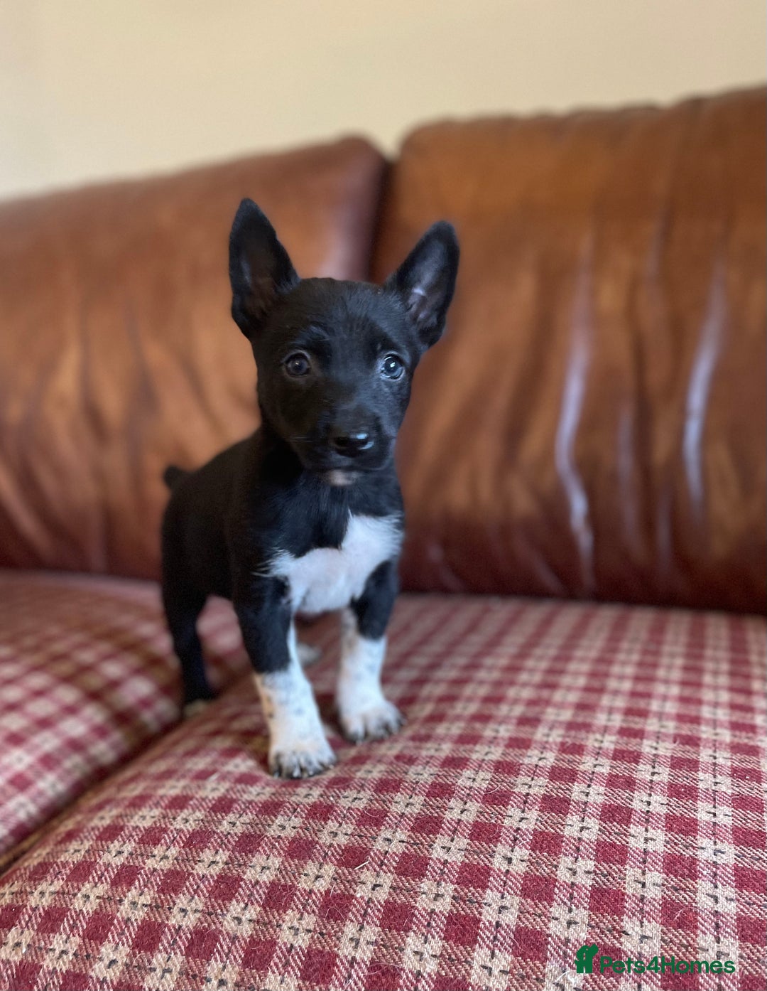 Mixed Breed dogs for sale: Beautiful litter of Australian Kelpies x Collie  - Image 2