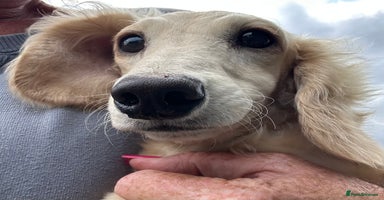 Miniature Dachshund dogs in Romford - Advert 6