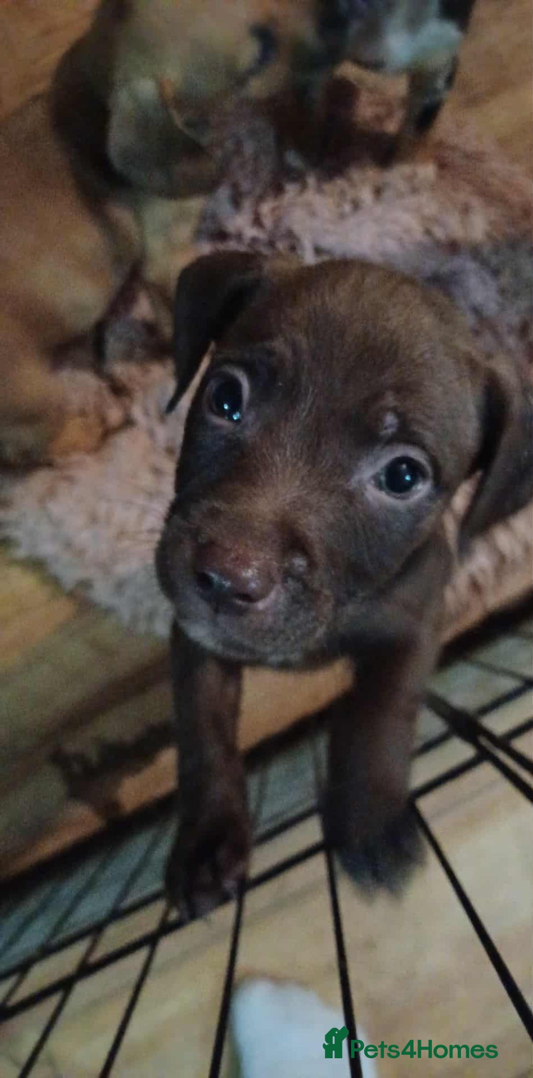 Mixed Breed dogs for sale: male spaniel x bully - Image 7