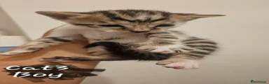 Bengal 2