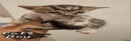 Bengal cats for sale: Bengal kittens - Advert 6