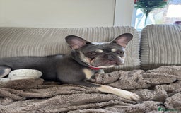 French Bulldog dogs for stud: French Bulldog for Stud! KC Registered! in Chester - Image 2