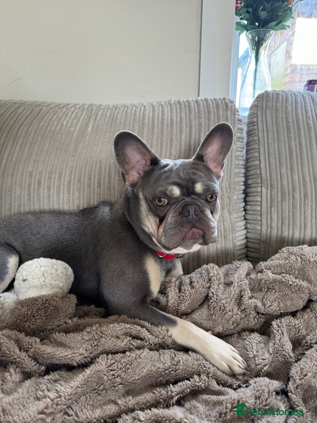 French Bulldog dogs for stud: French Bulldog for Stud! KC Registered! in Chester - Image 2