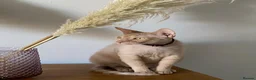 Mixed Breed cats for sale: Rehome Our Charming 5-Year-Old Sphynx in Seaham - Advert 7
