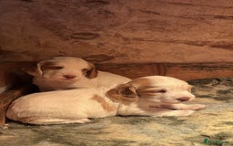 Sprocker dogs for sale: Beautiful working cocker spaniel pups FB1 - Advert 5