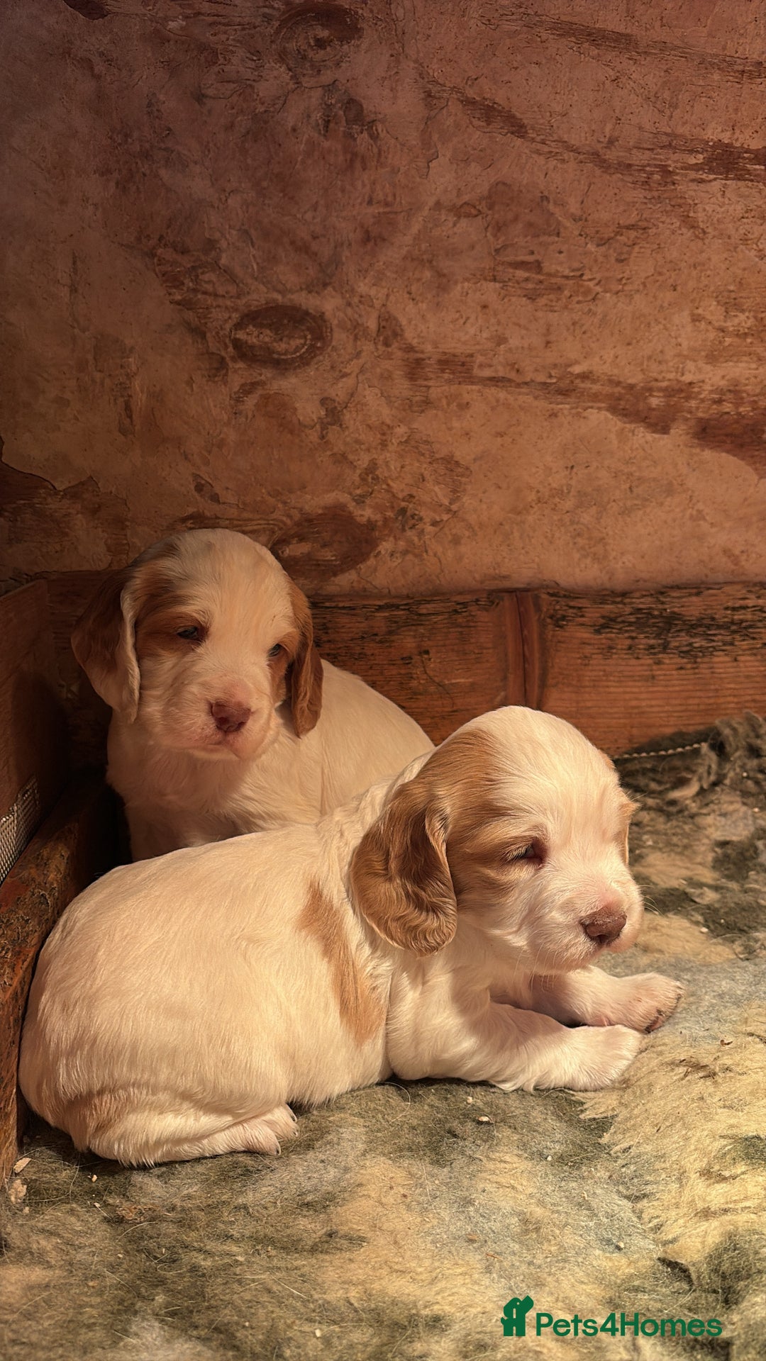 Sprocker dogs for sale: Beautiful working cocker spaniel pups FB1 - Advert 5