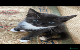 Maine Coon cats for sale: Maine coon x - Image 37
