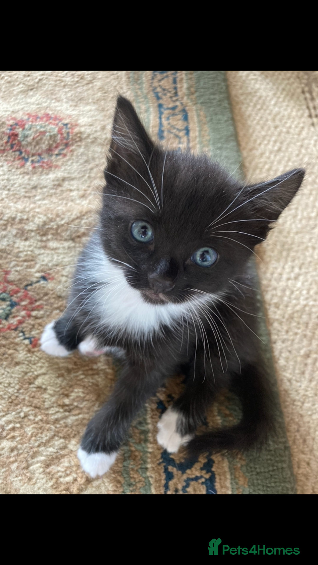 Maine Coon cats for sale: Maine coon x - Image 37