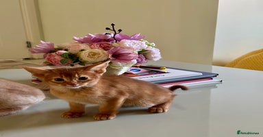 Abyssinian cats Pure pedigree Tica registered Abyssinian kittens  - Advert 3