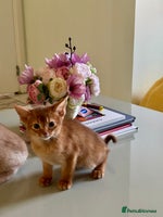 Abyssinian cats Pure pedigree Tica registered Abyssinian kittens - Advert 3