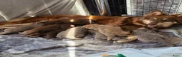 German Shepherd dogs for sale: German shepherd pups - Advert 1