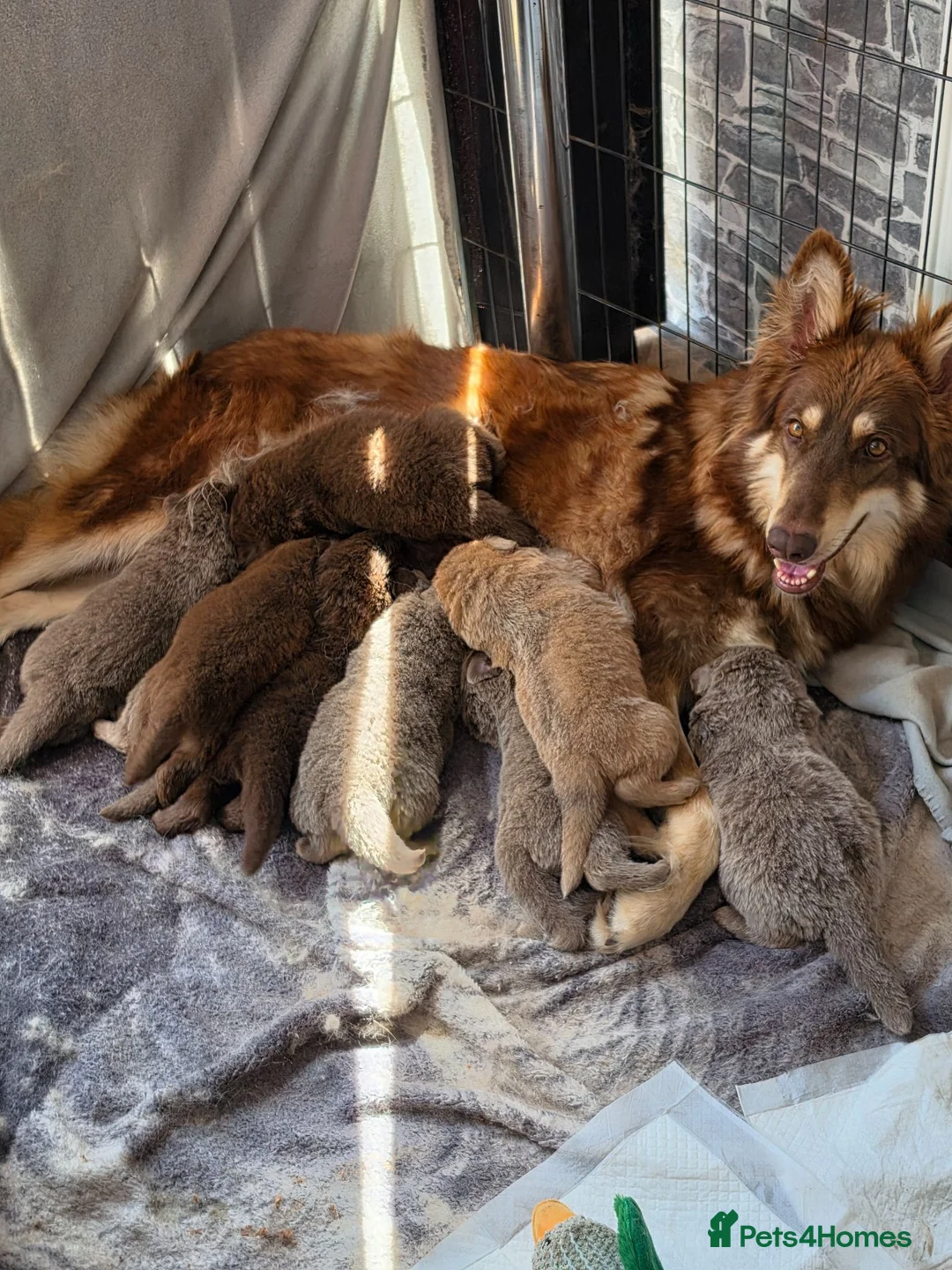 German Shepherd dogs for sale: German shepherd pups - Advert 1
