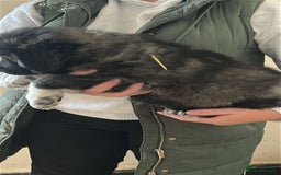 Caucasian Shepherd Dog dogs for sale:  ⭐️Caucasian shepherds⭐️puppies #bears big boned   - Image 28