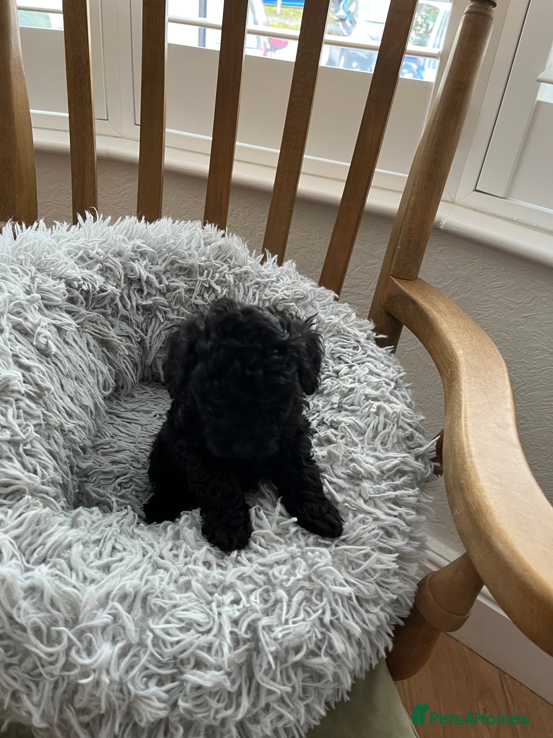 Toy Poodle dogs for sale: Toy Poodle Puppies  - Image 11