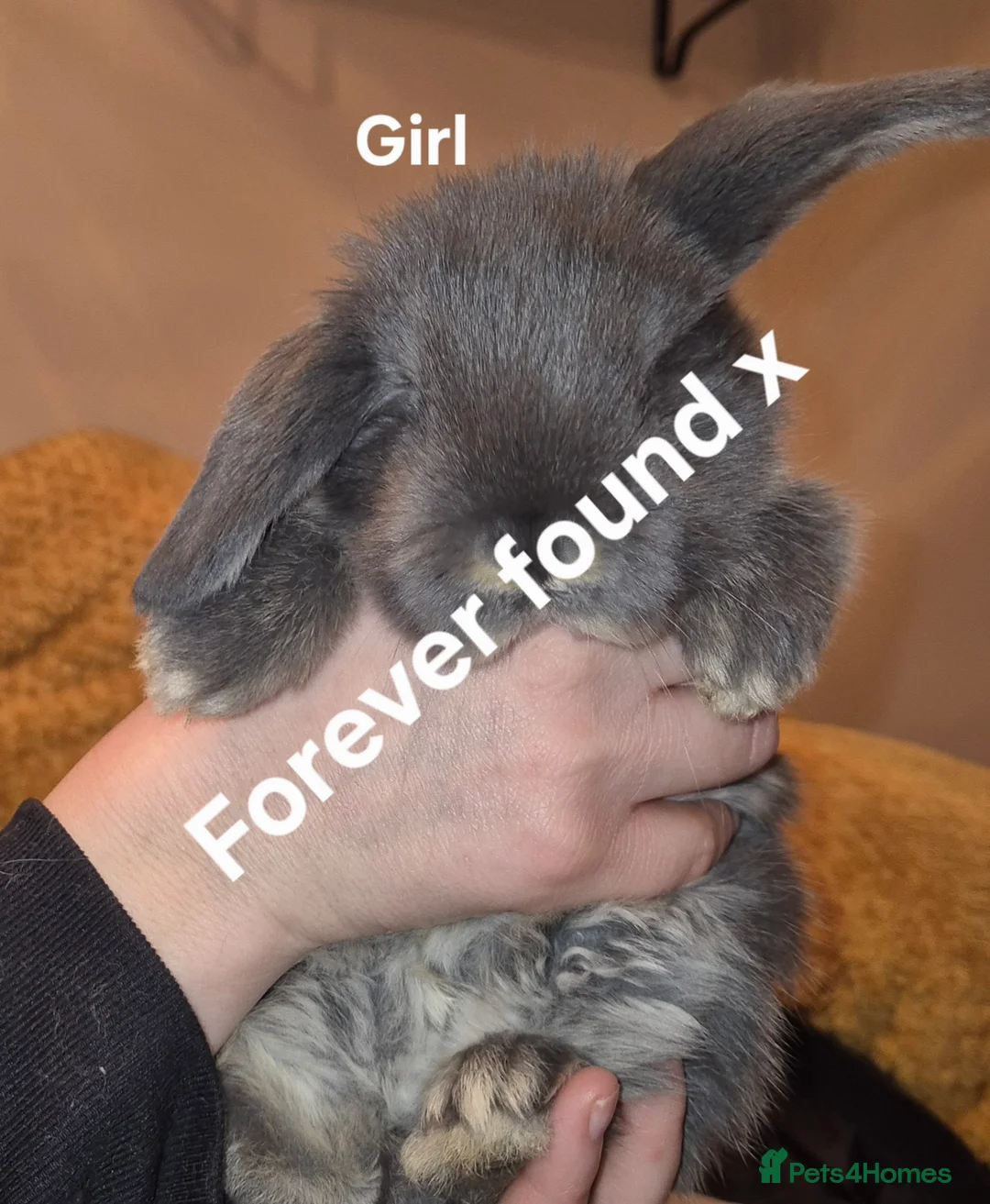 French Lop rabbits for sale: Beautiful French Lops - Advert 10