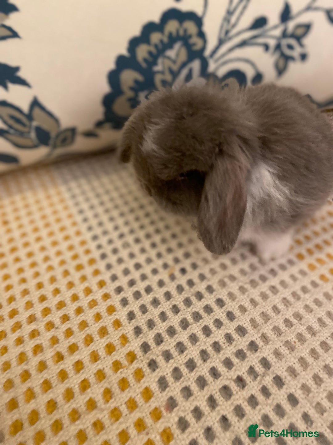 Mini Lop rabbits for sale: 5 beautiful minilops - Image 3