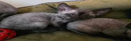 Devon Rex cats for sale: Pedigree TICA Registered Devon Rex - Advert 6