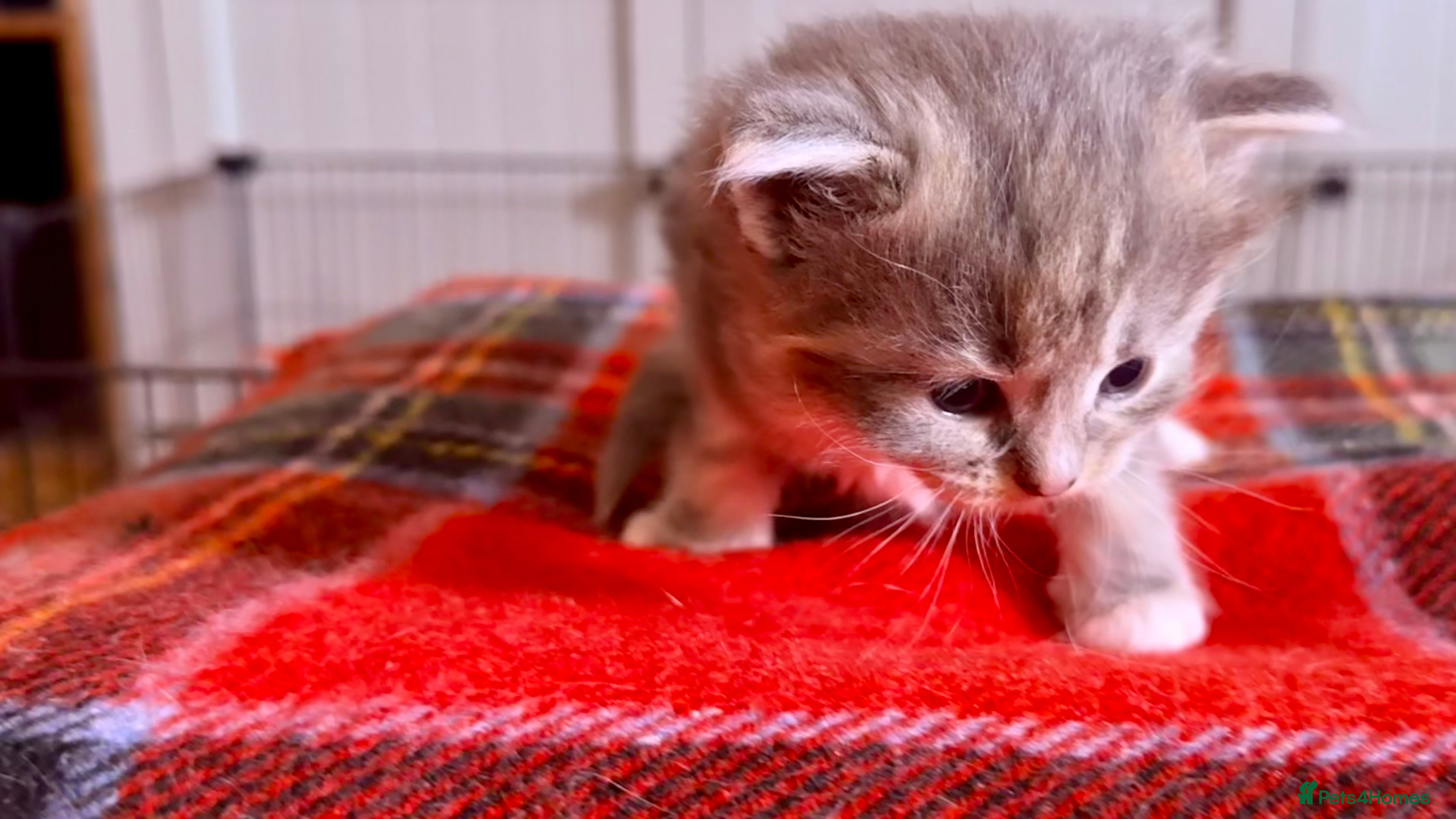 Ragcoon cats for sale: Gorgeous, fluffy litter of 6 RagCoon Kittens - Advert 7
