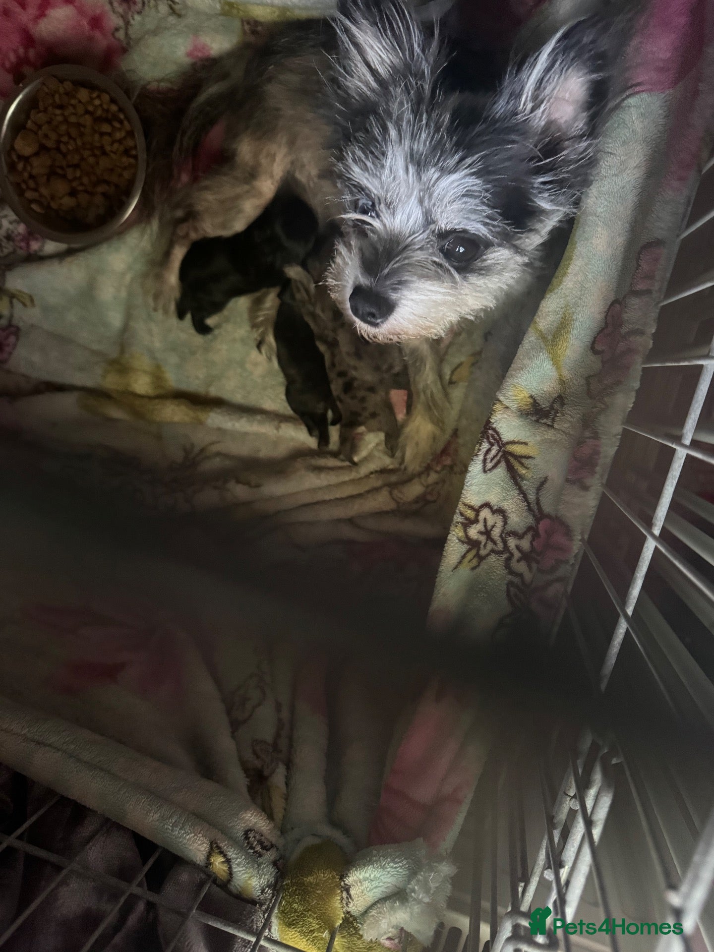 Mixed Breed dogs westie pom puppies  - Advert 9