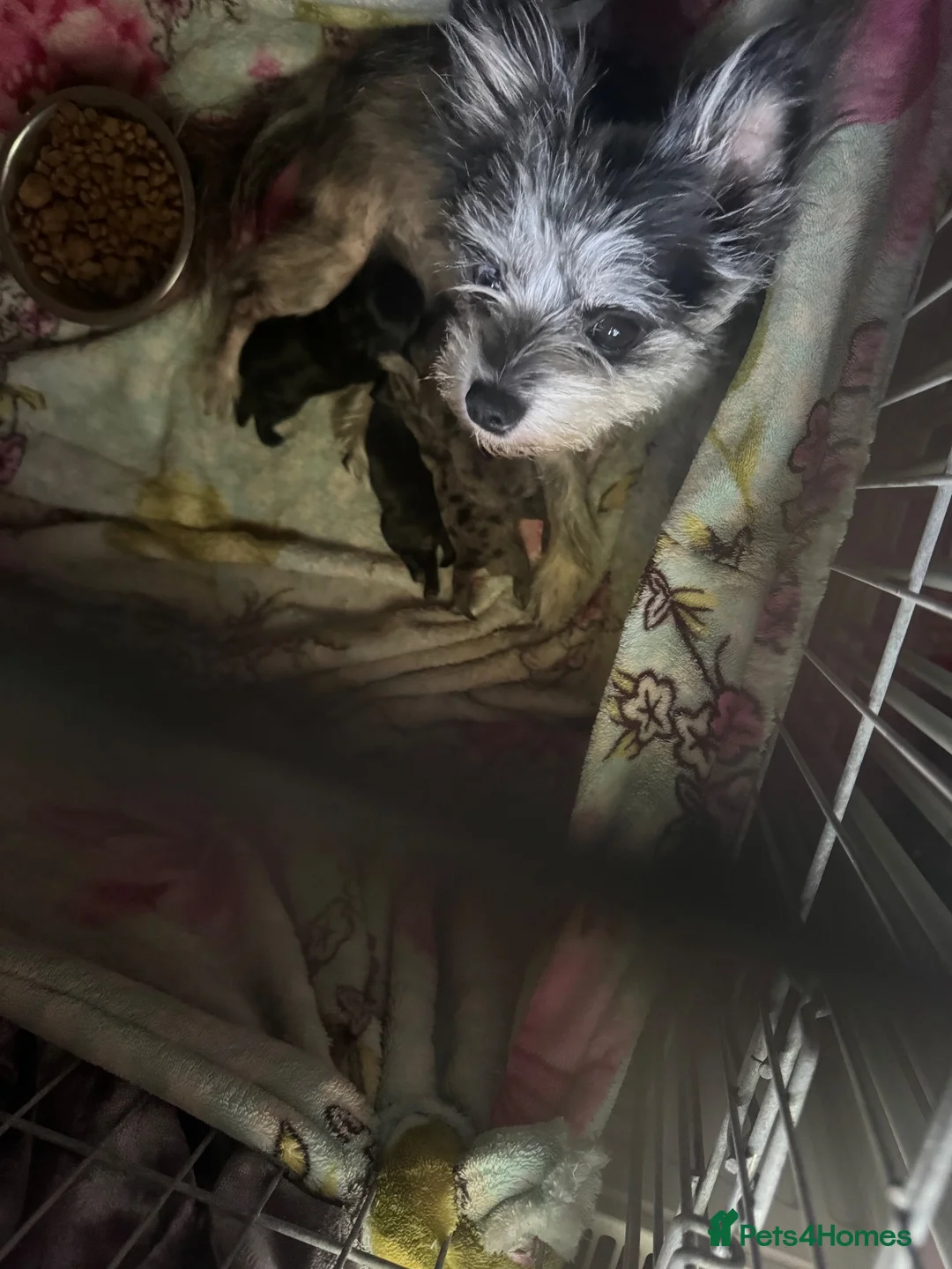 Mixed Breed dogs for sale: westie pom puppies  in Waltham Cross - Advert 1