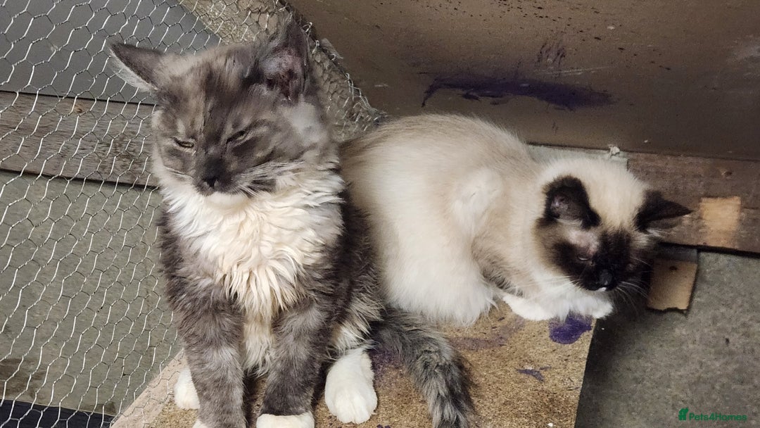 Maine Coon cats for sale: Maine Coon and Ragdoll mix - Advert 2