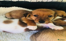 Mixed Breed dogs for sale: Miss  - Image 1