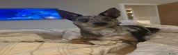 Australian Kelpie dogs for adoption: Binky - Advert 1