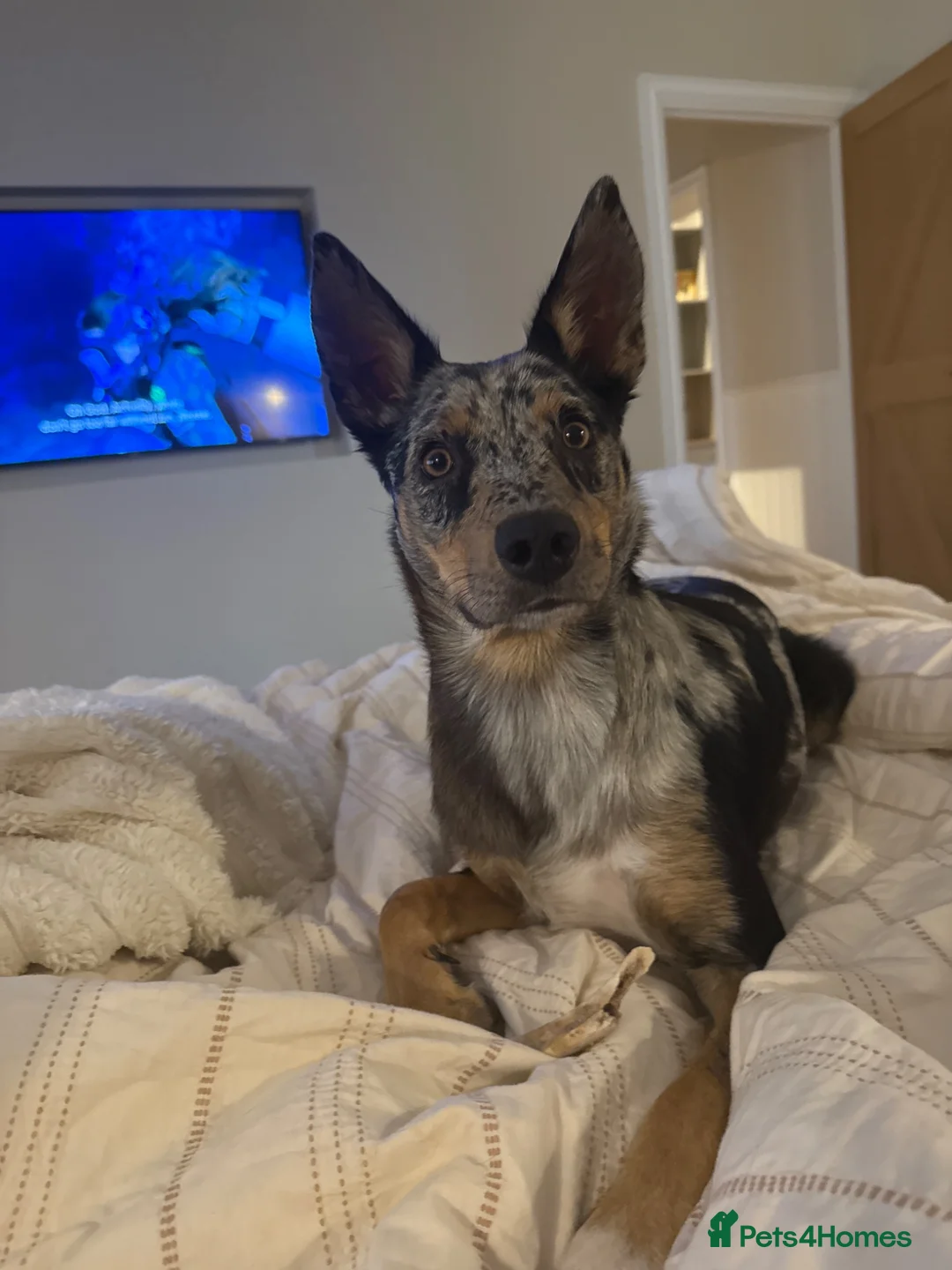 Australian Kelpie dogs for adoption: Binky - Advert 1
