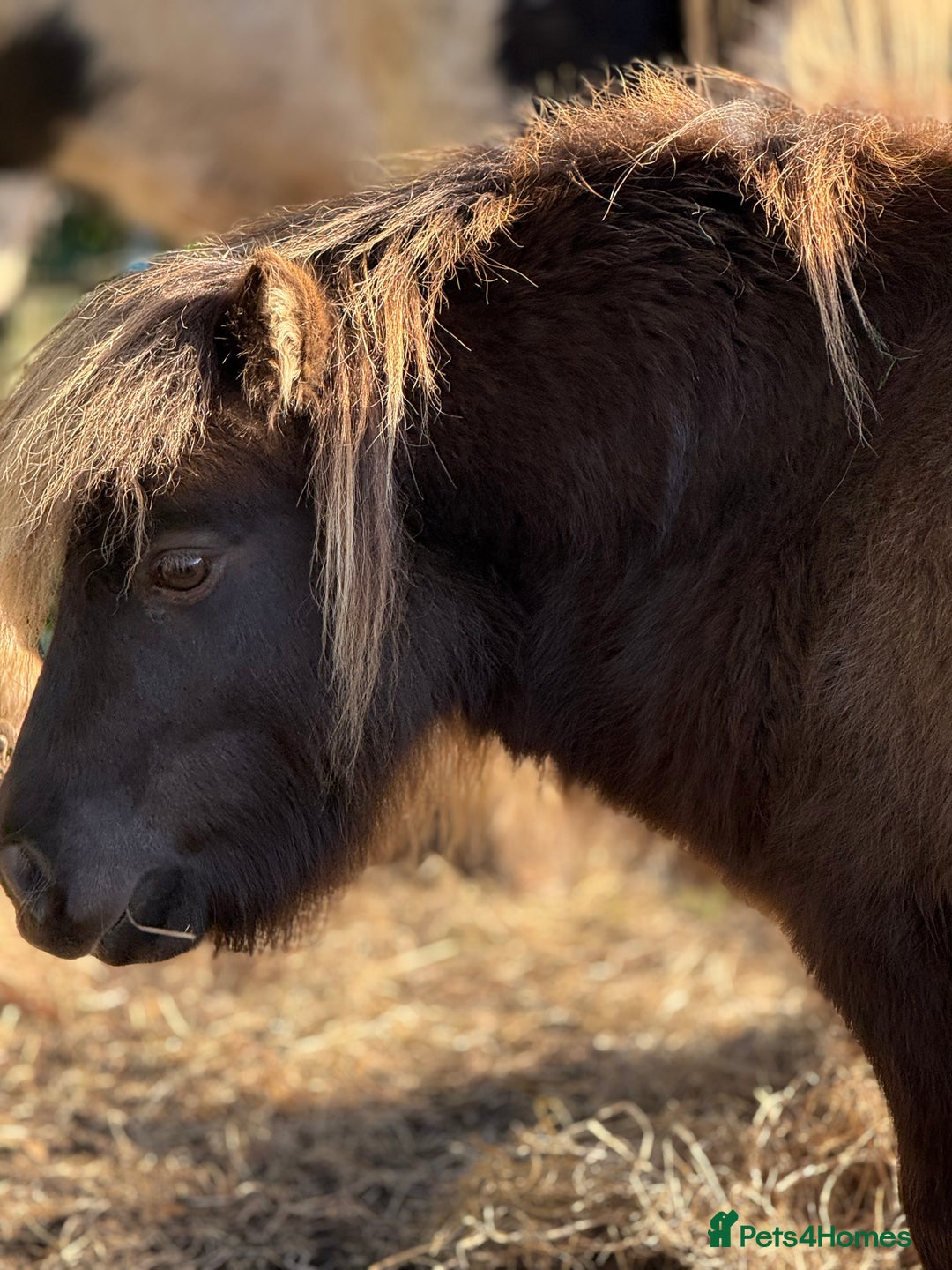 Miniature horses for sale: American miniature colt  - Advert 3