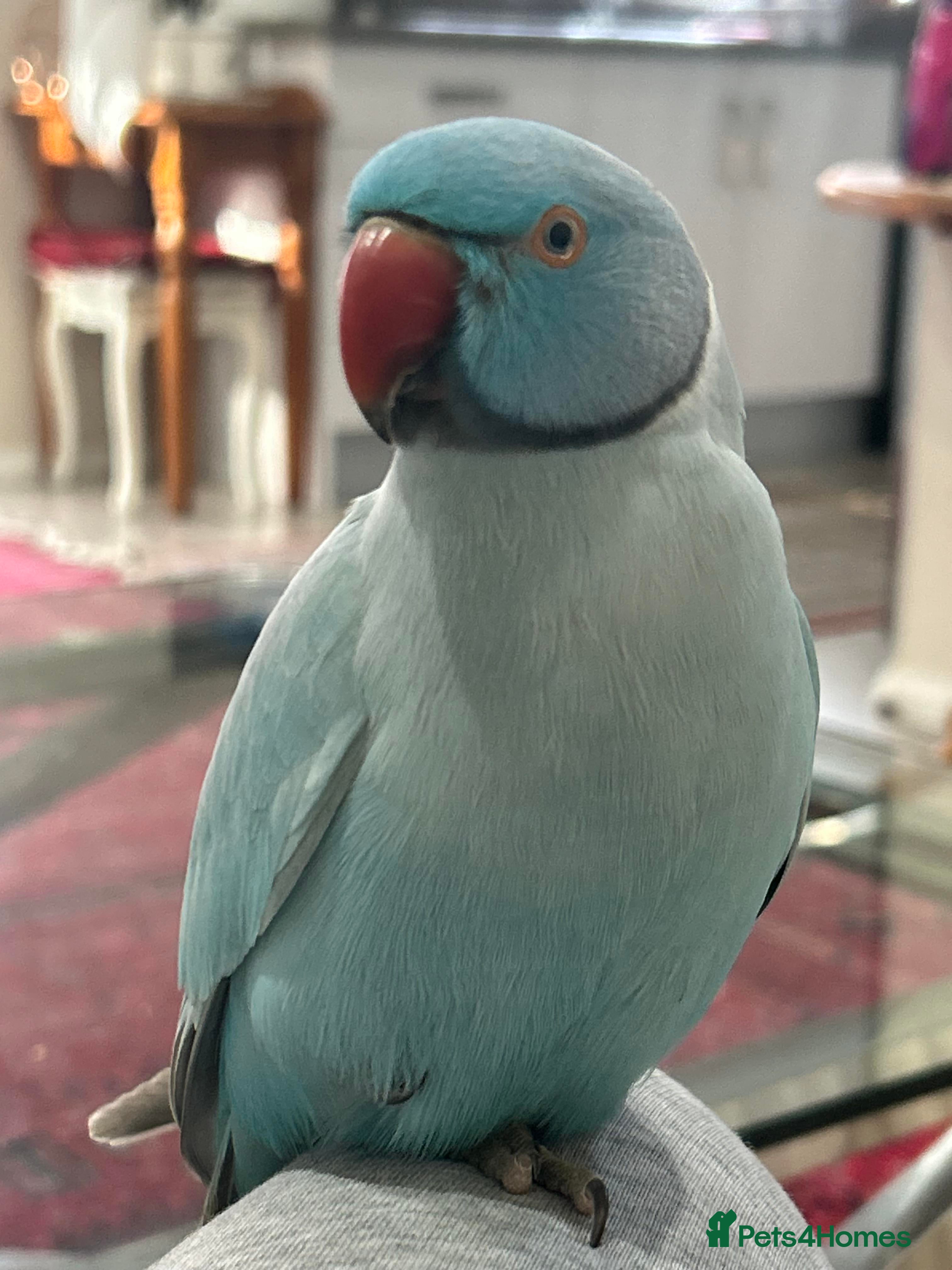 Ringnecks birds Young Indian Ringnecks Blue and Green - Advert 1