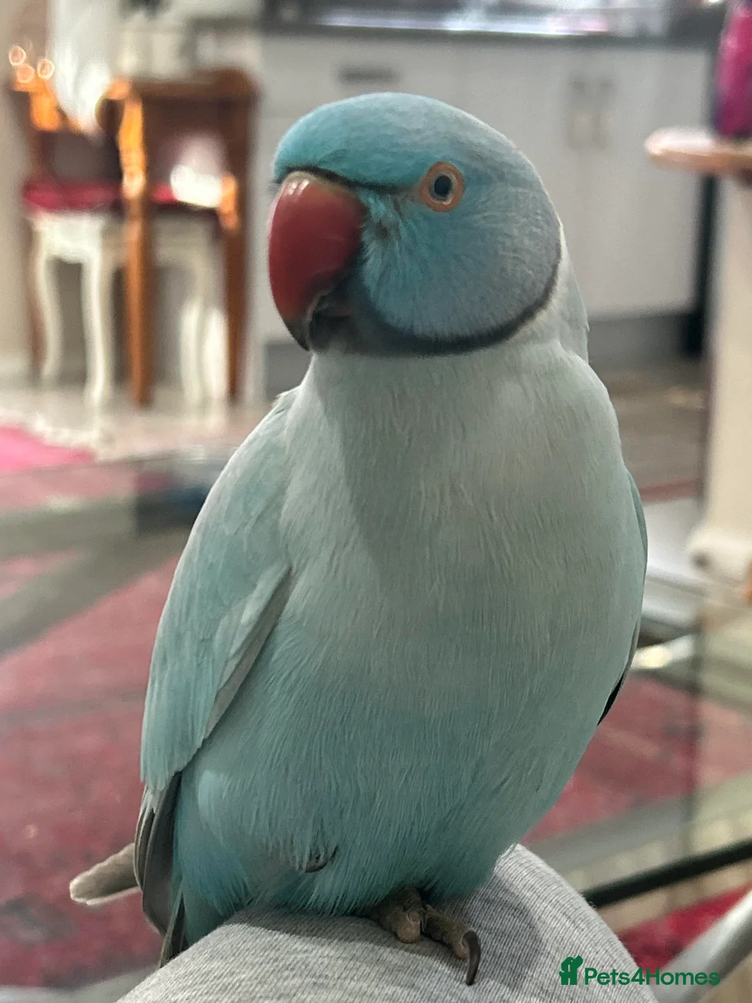 Ringnecks birds for sale: Young Indian Ringnecks Blue and Green - Advert 1