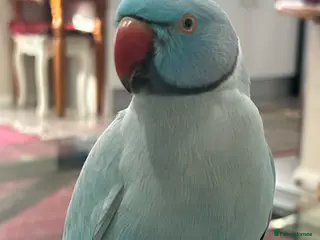 Ringnecks birds Young Indian Ringnecks Blue and Green - Advert 1